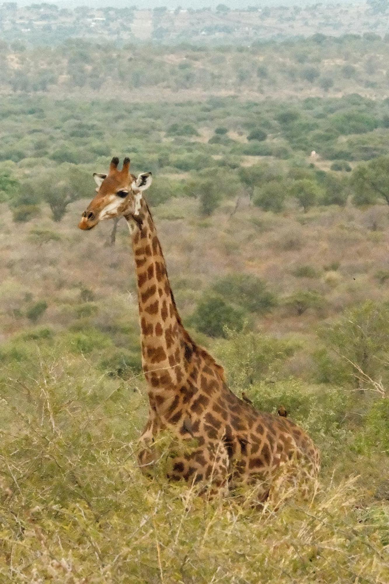 Africamps At White Elephant Safaris Pongola Exterior foto